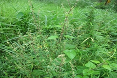Cannabis sativa
